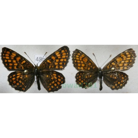 Melitaea athalia (Rottemburg, 1775) pair Przeplatka atalia Poland48n